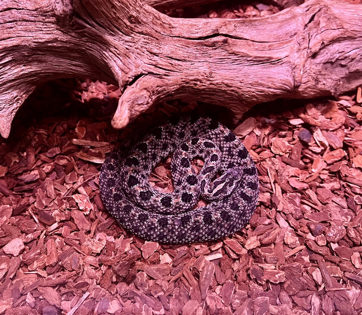 Dusky Pygmy Rattlesnake