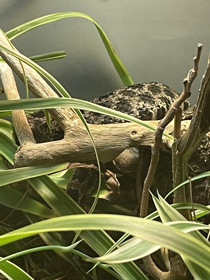 Dusky Pygmy Rattlesnake