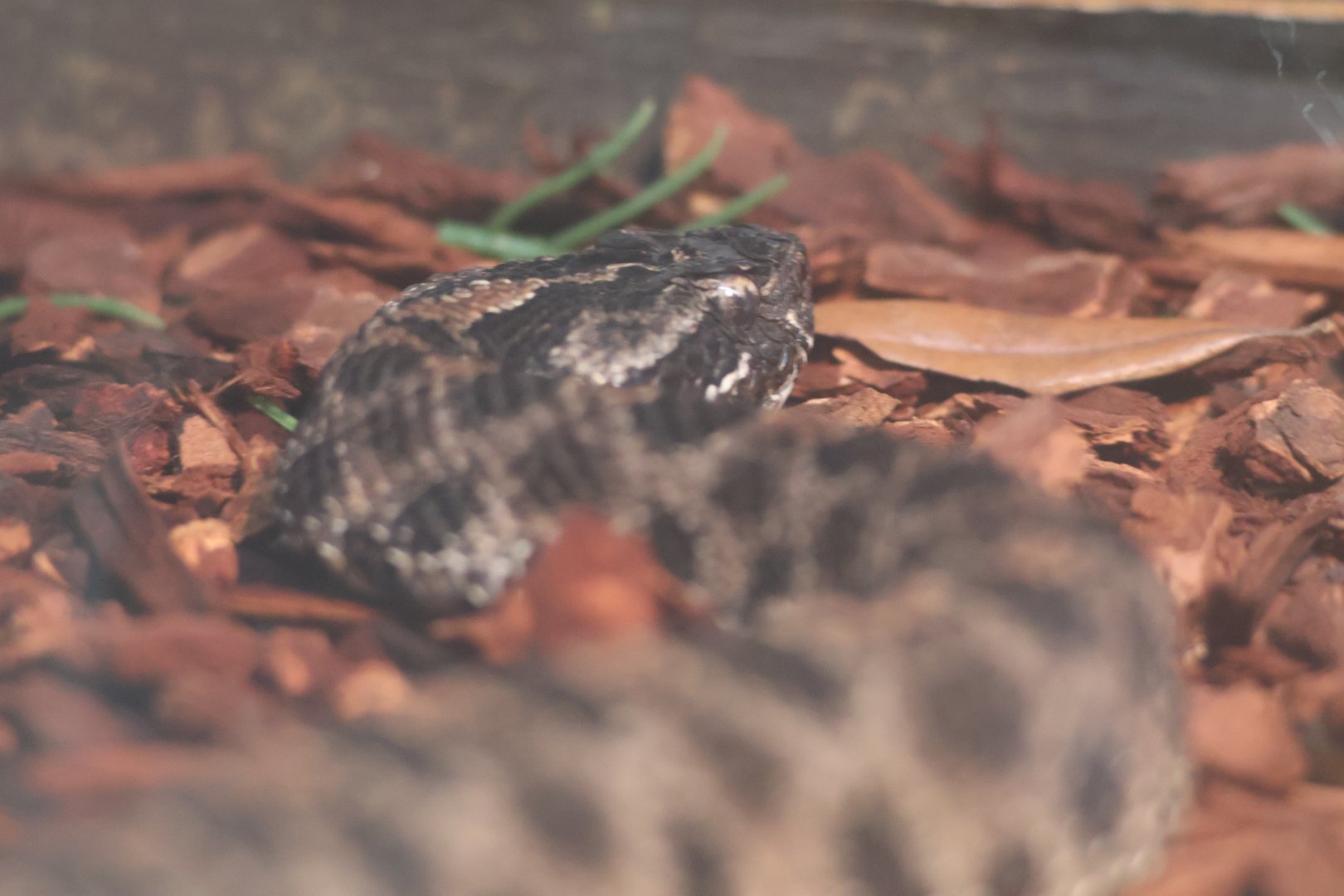 Dusky pygmy rattlesnake