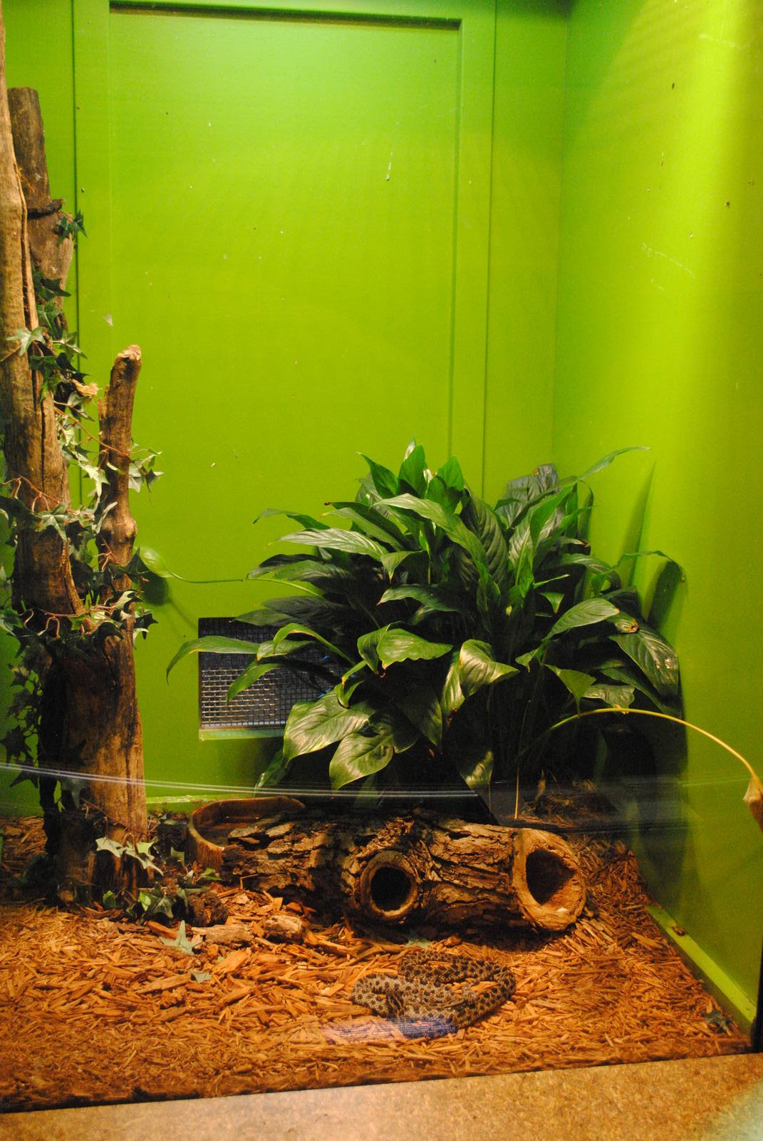 Dusky Pygmy Rattlesnakes exhibit