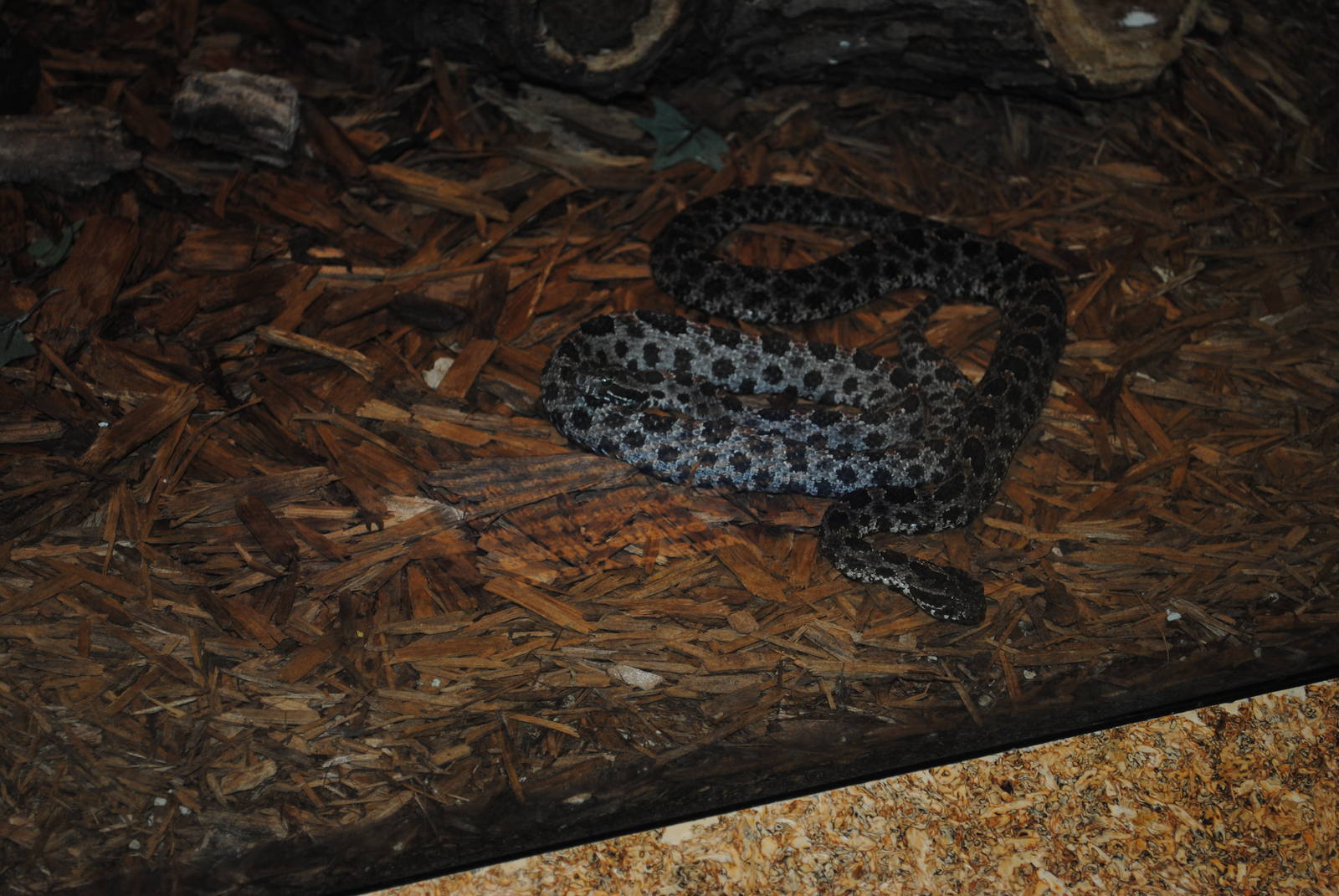 Dusky Pygmy Rattlesnakes