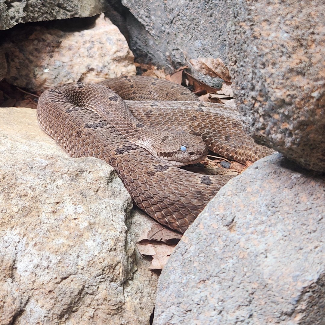 Dusky Rattlesnake (Crotalus triseriatus)