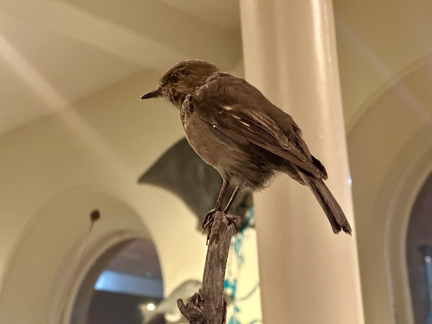 Dusky robin (Melanodryas vittata)