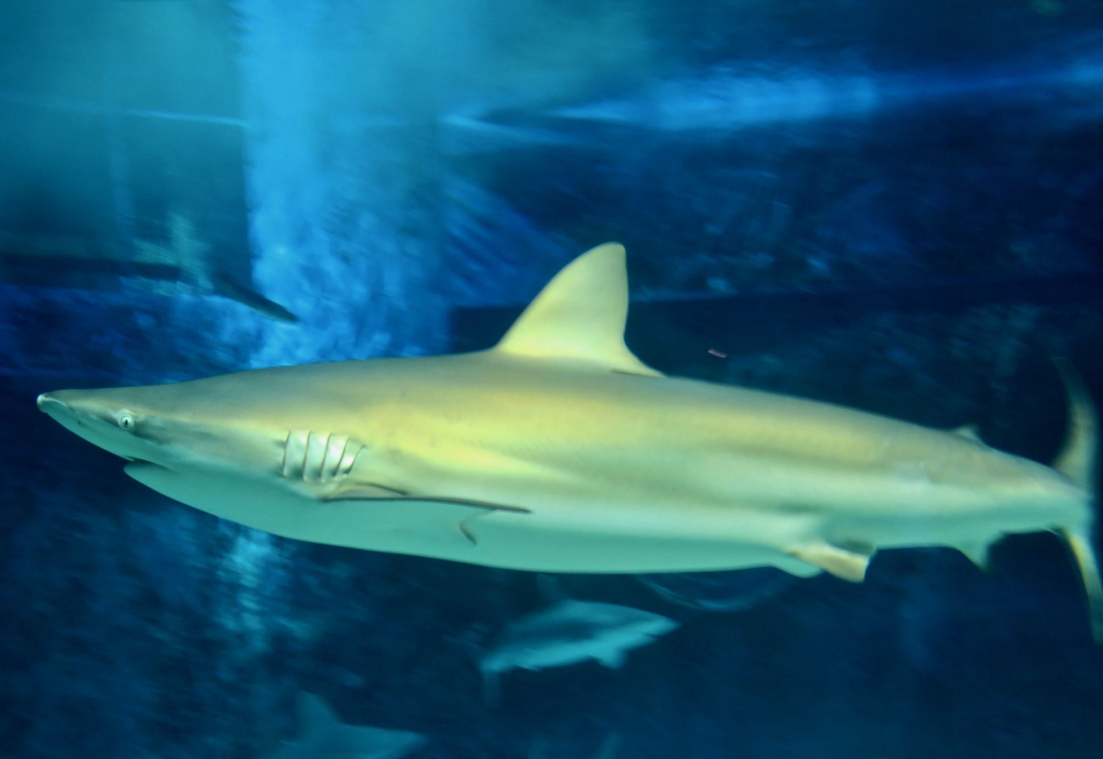 Dusky Shark (Carcharhinus obscurus)