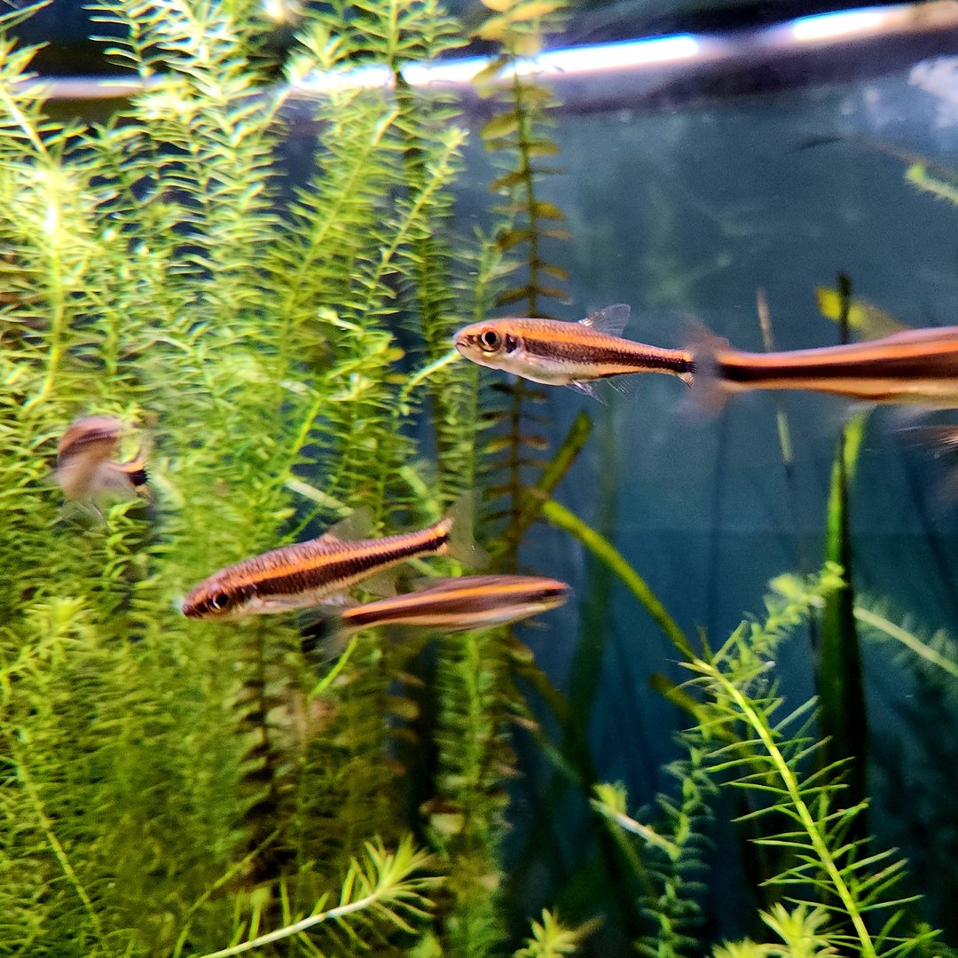 Dusky Shiners (Notropis cummingsae)