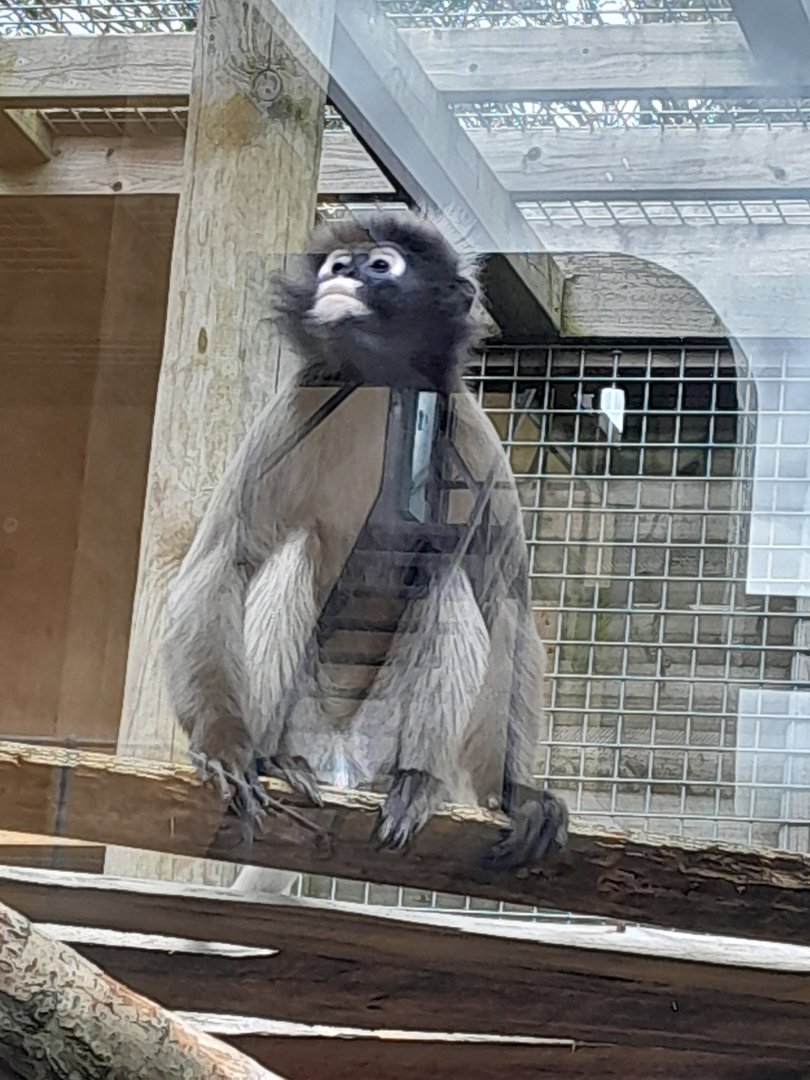 Dusky/Spectacled Langur.