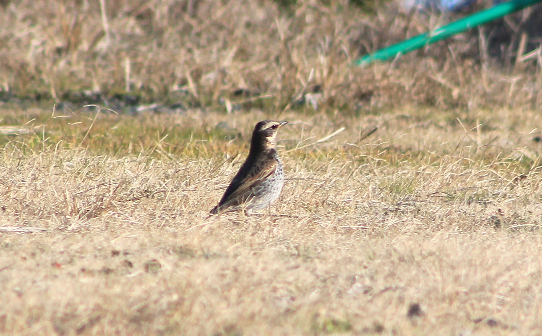 Dusky Thrush (Turdus eunomus)