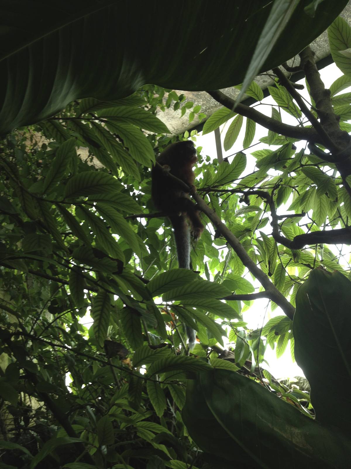 Dusky Titi Amidst Foliage