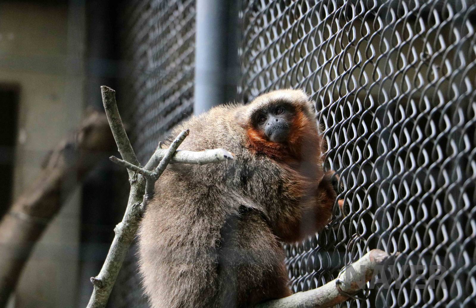 Dusky titi, March 2016