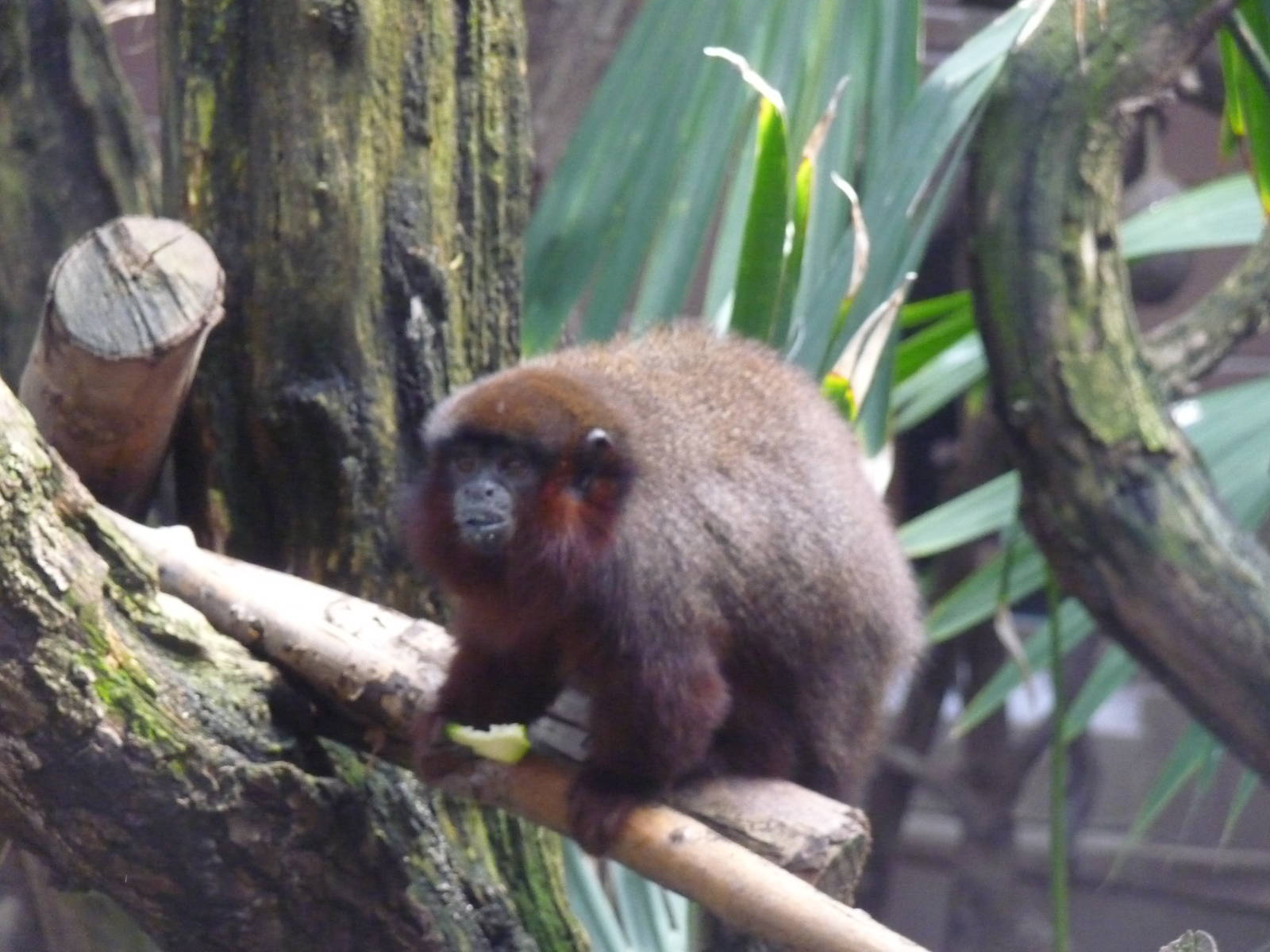 dusky titi monkey london zoo