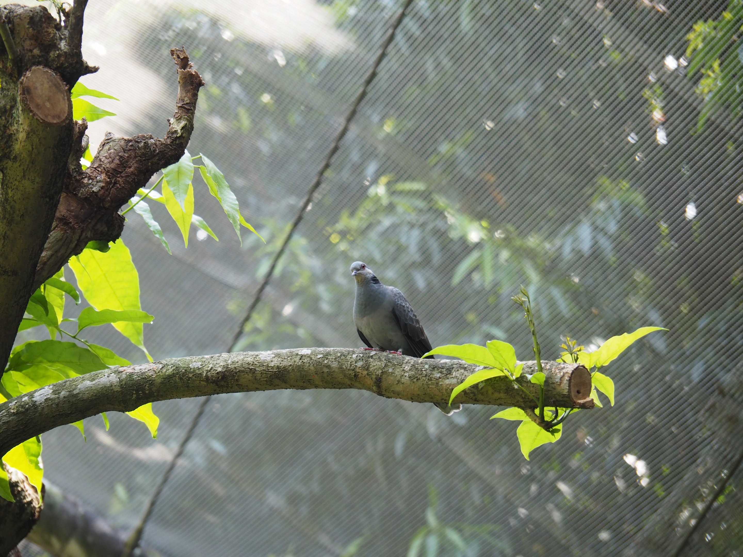 Dusky Turtle Dove at Jurong Bird Park