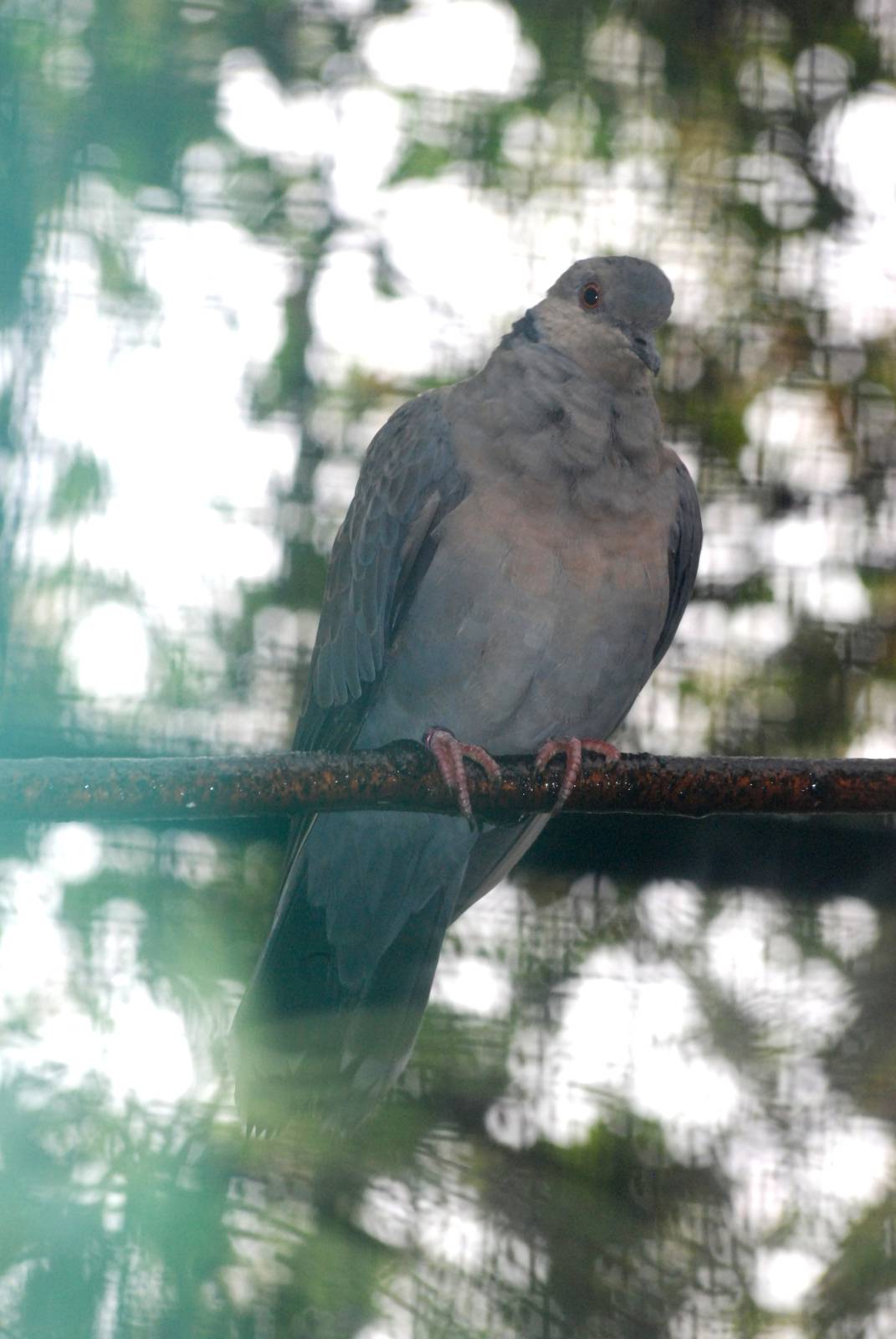 Dusky Turtle-Dove at Pilsen, 31/08/12