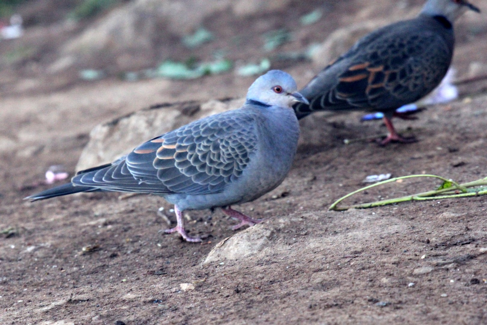 Dusky Turtle Dove (Streptopelia lugens)