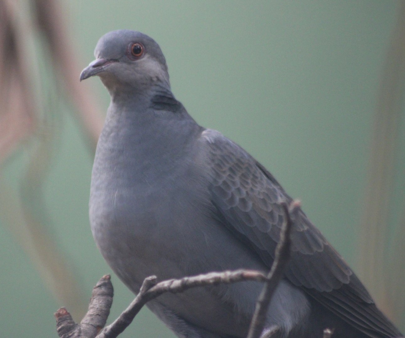 Dusky turtle-dove