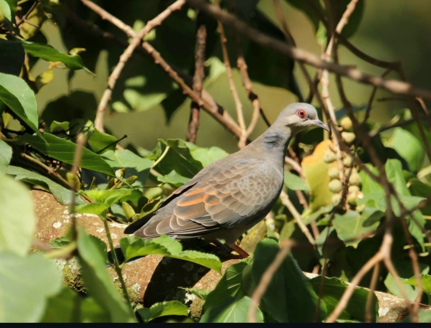 Dusky Turtle-dove