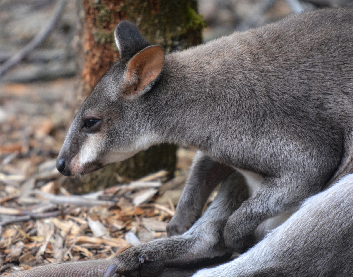 dusky wallaby