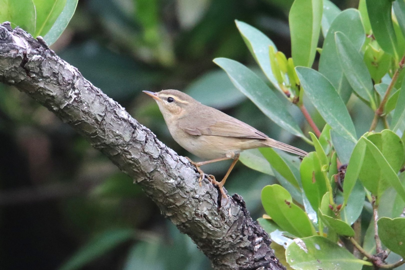 Dusky Warbler (Phylloscopus fuscatus)