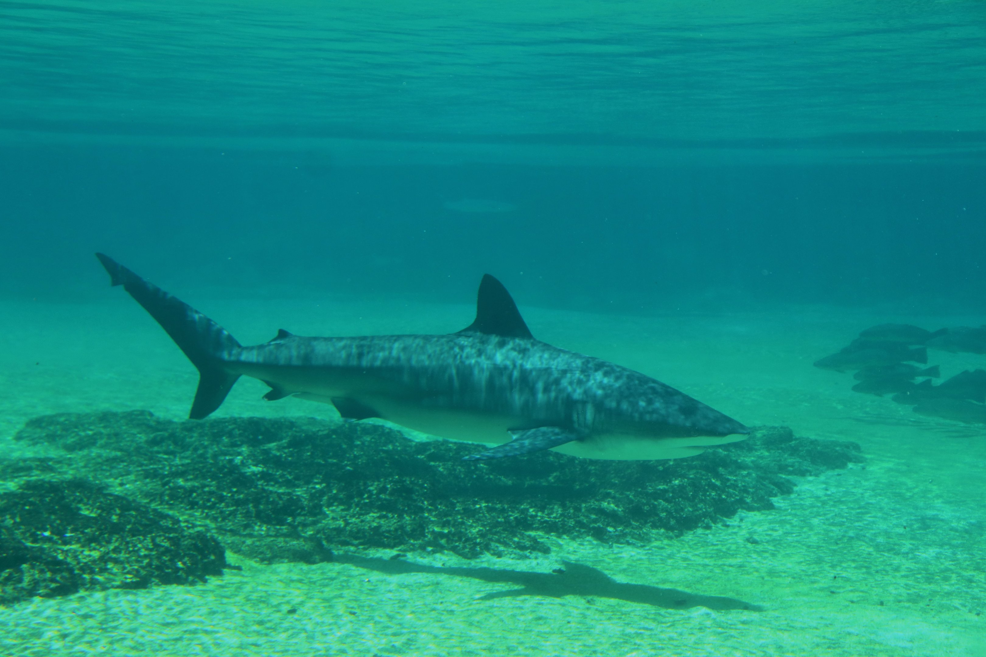Dusky Whaler (Carcharhinus obscurus)