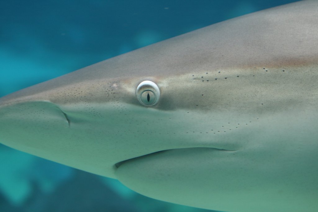 Dusky Whaler portrait
