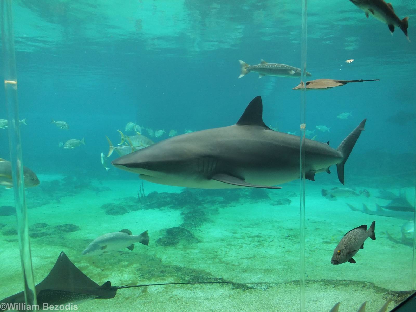 Dusky Whaler Shark (?)