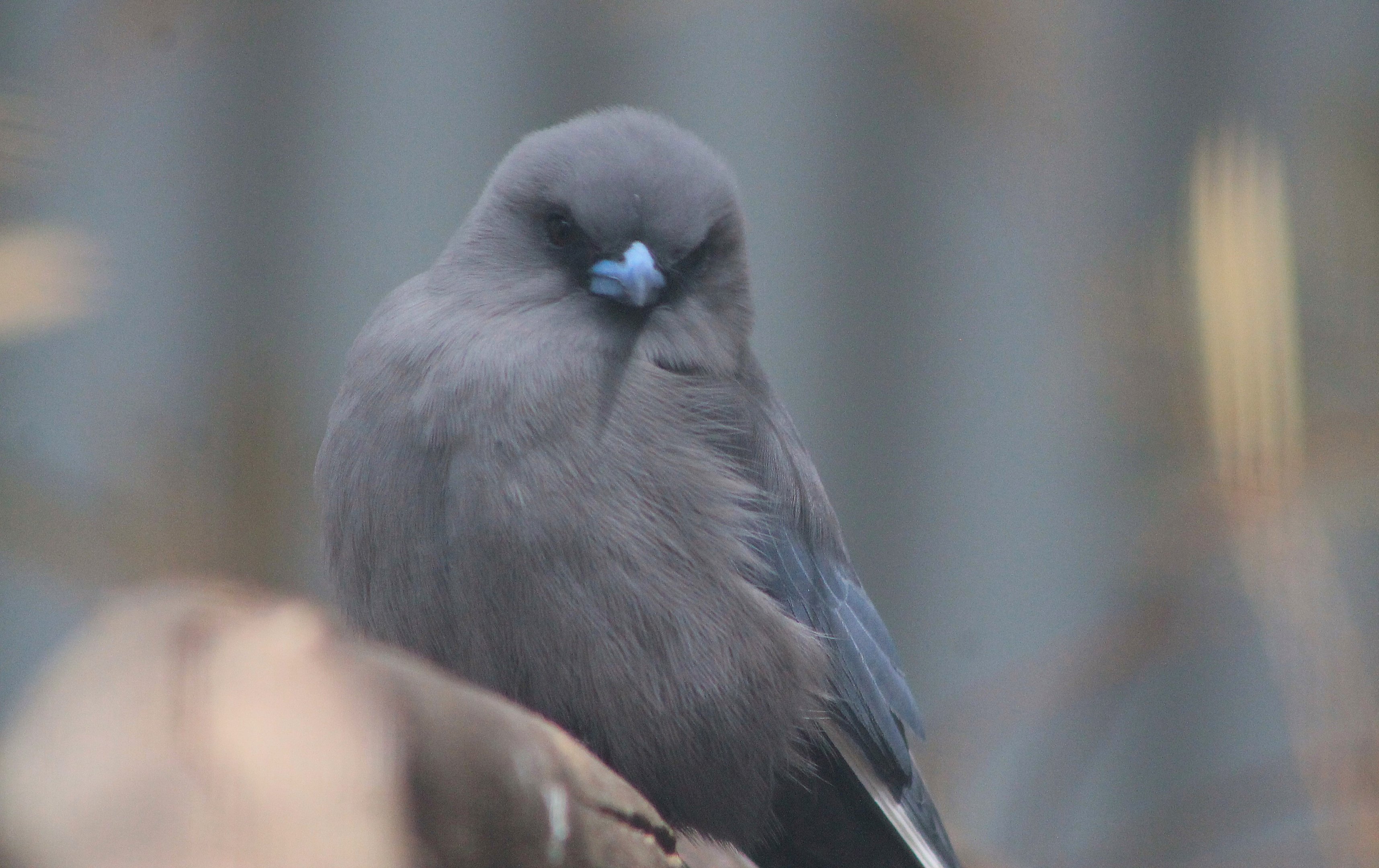 Dusky Woodswallow (Artamus cyanopterus)