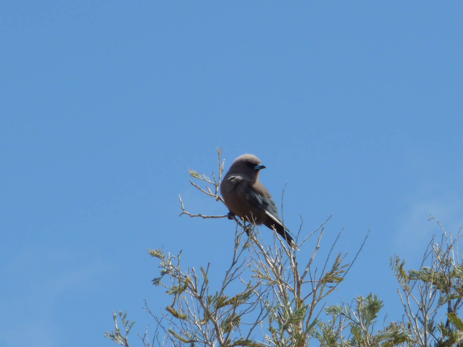 Dusky Woodswallow, Southern NSW