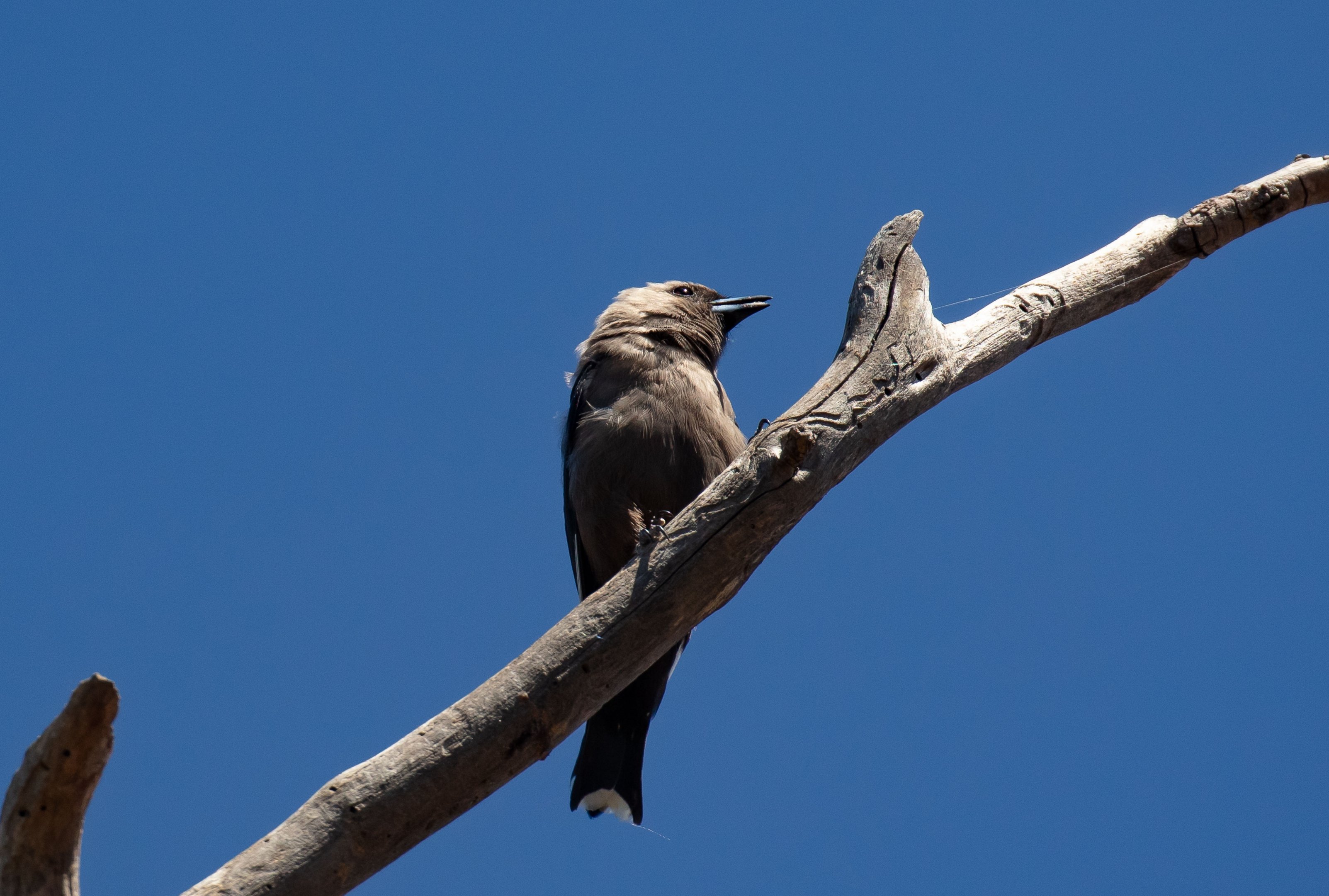 Dusky Woodswallow (wild bird)