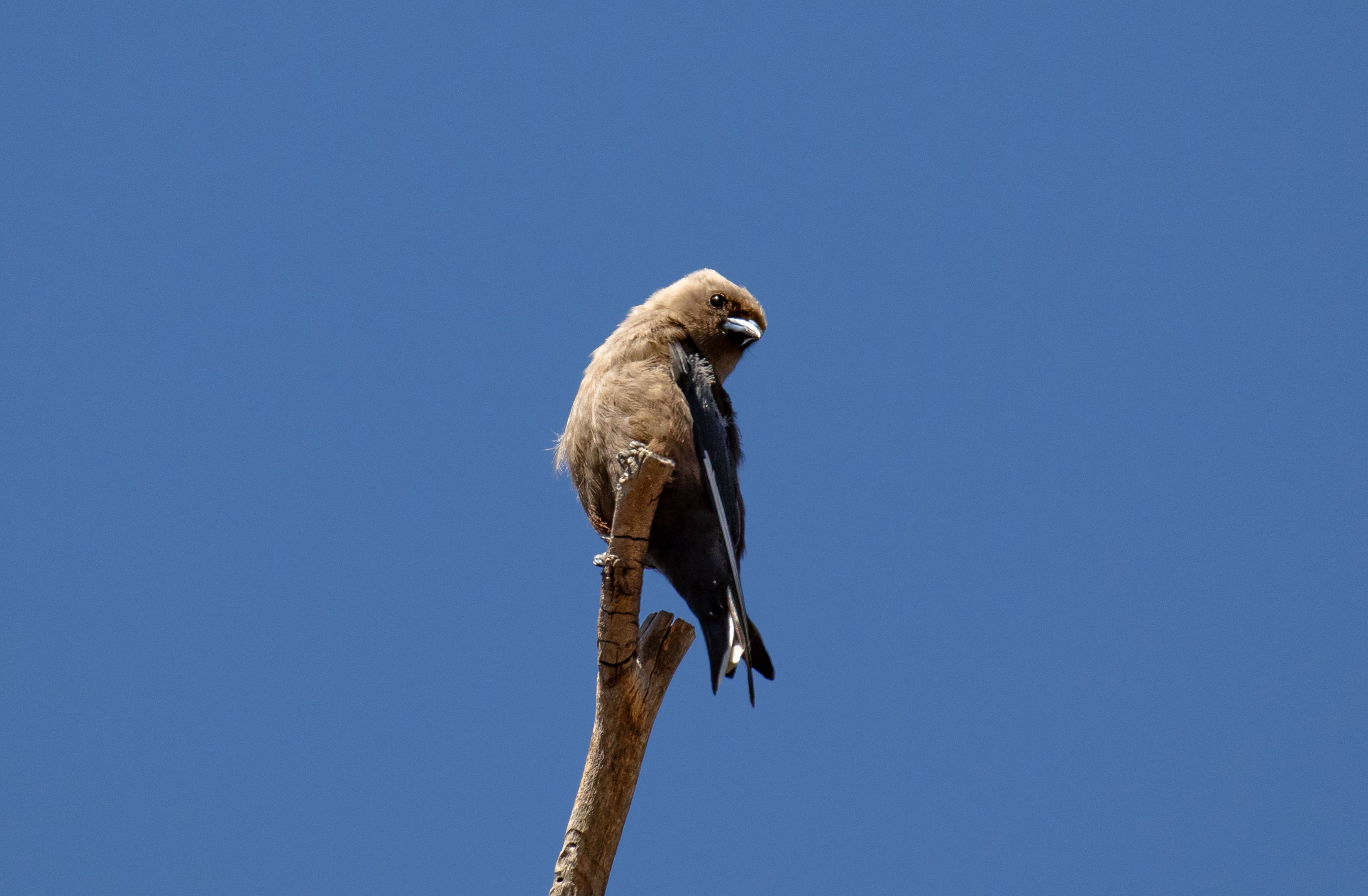 Dusky Woodswallow (wild bird)