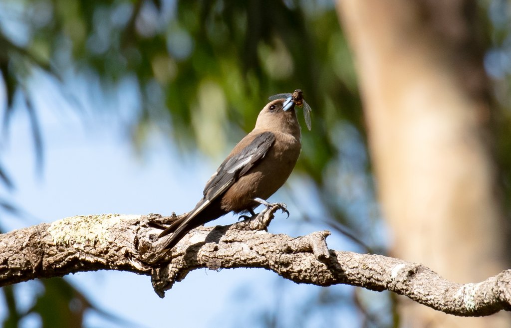 Dusky Woodswallow with dinner