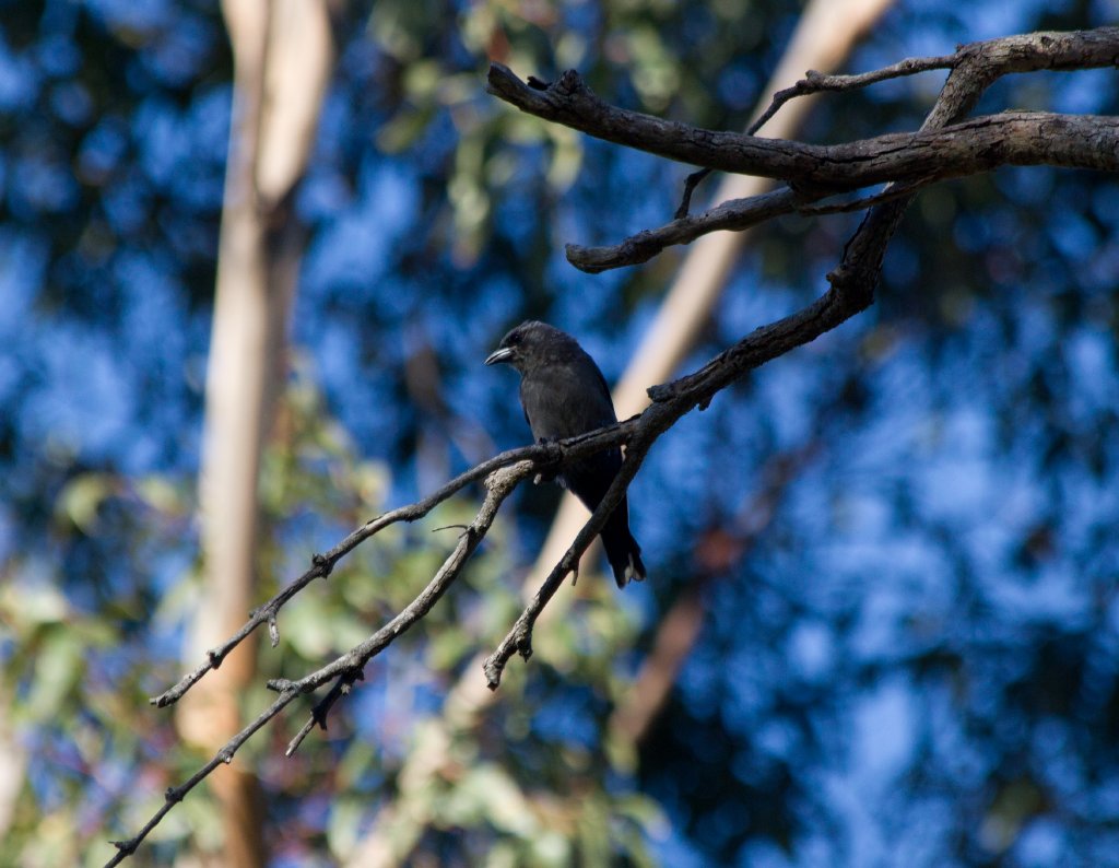 Dusky Woodswallow