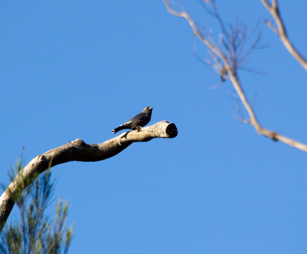 Dusky Woodswallow