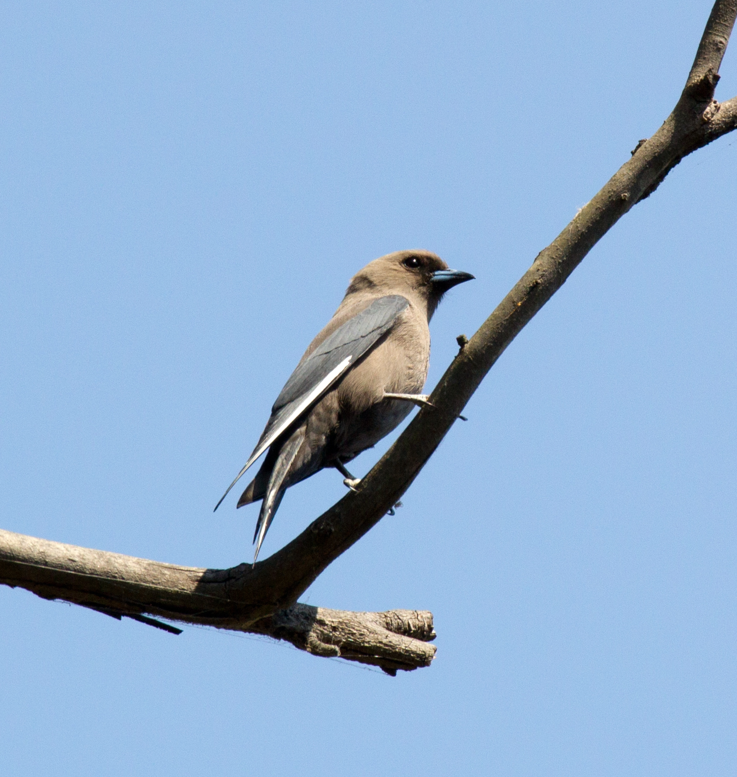 Dusky Woodswallow