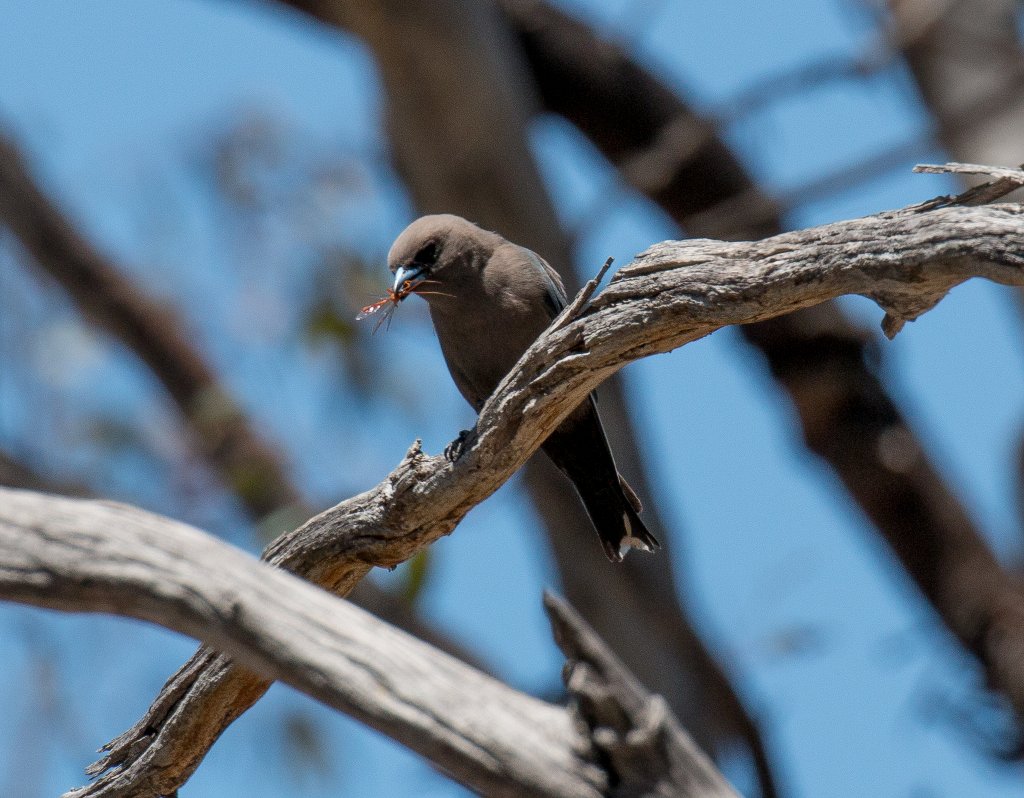 Dusky Woodswallow