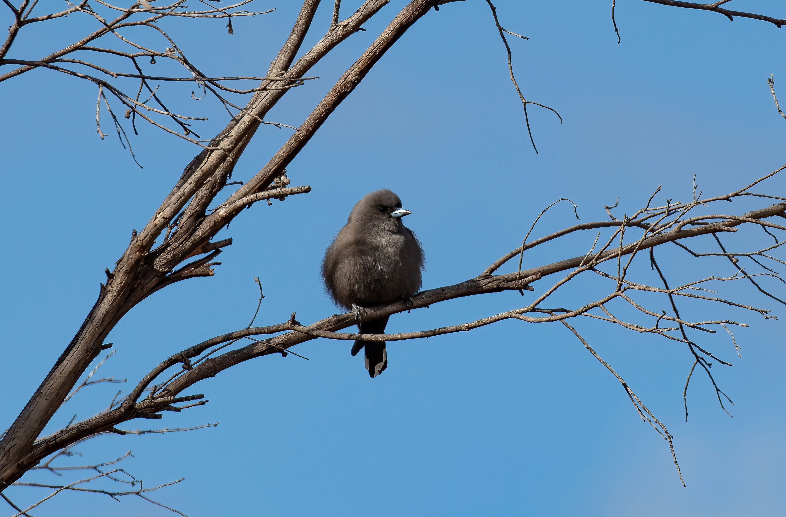 Dusky Woodswallow