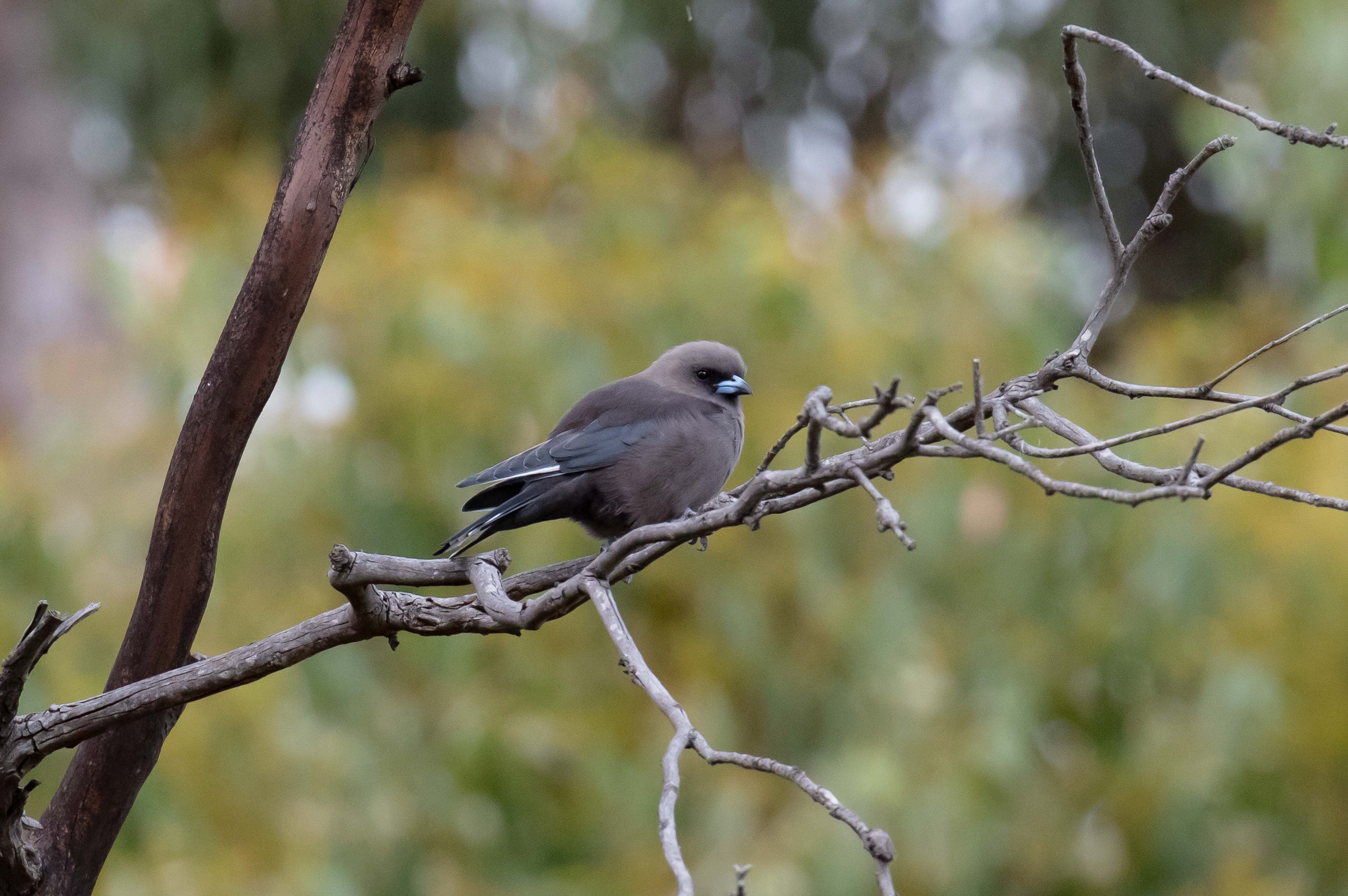 Dusky Woodswallow