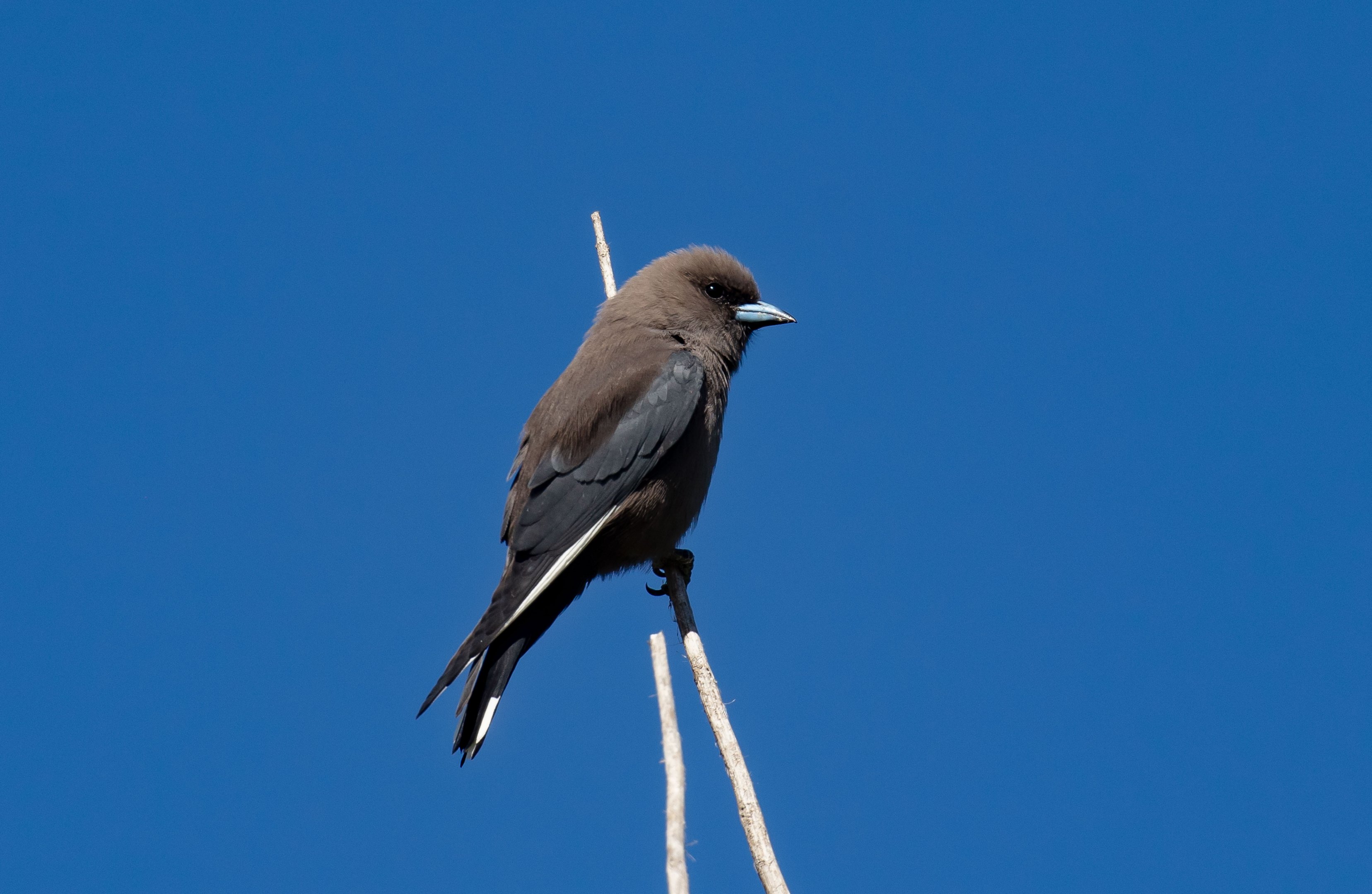 Dusky Woodswallow