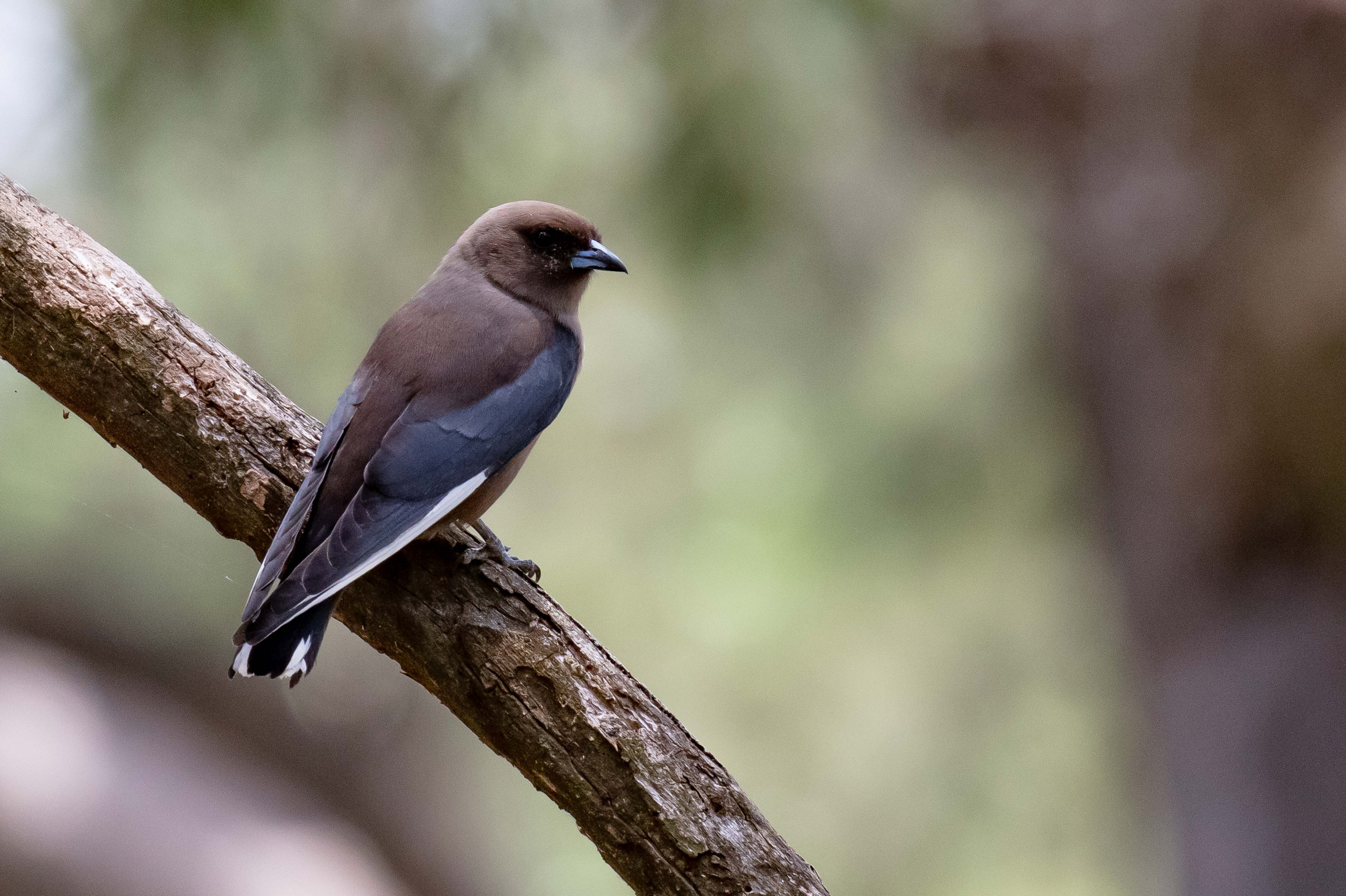 Dusky Woodswallow