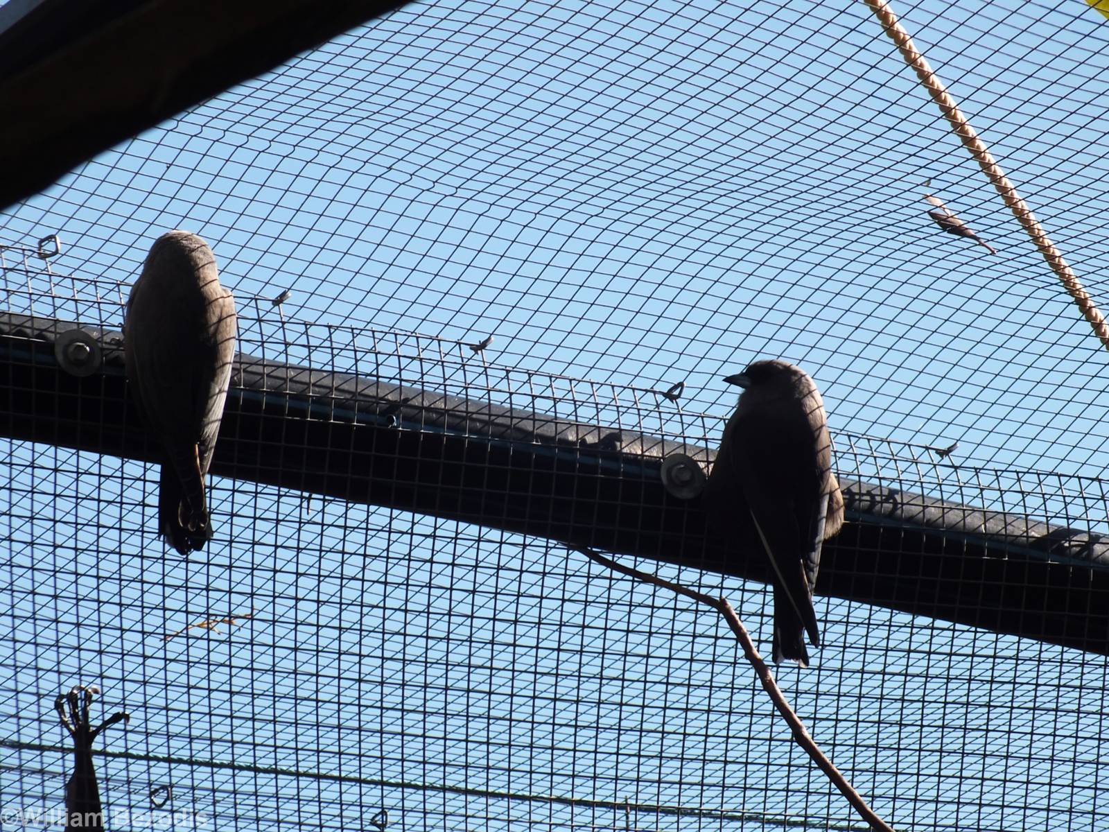Dusky Woodswallows