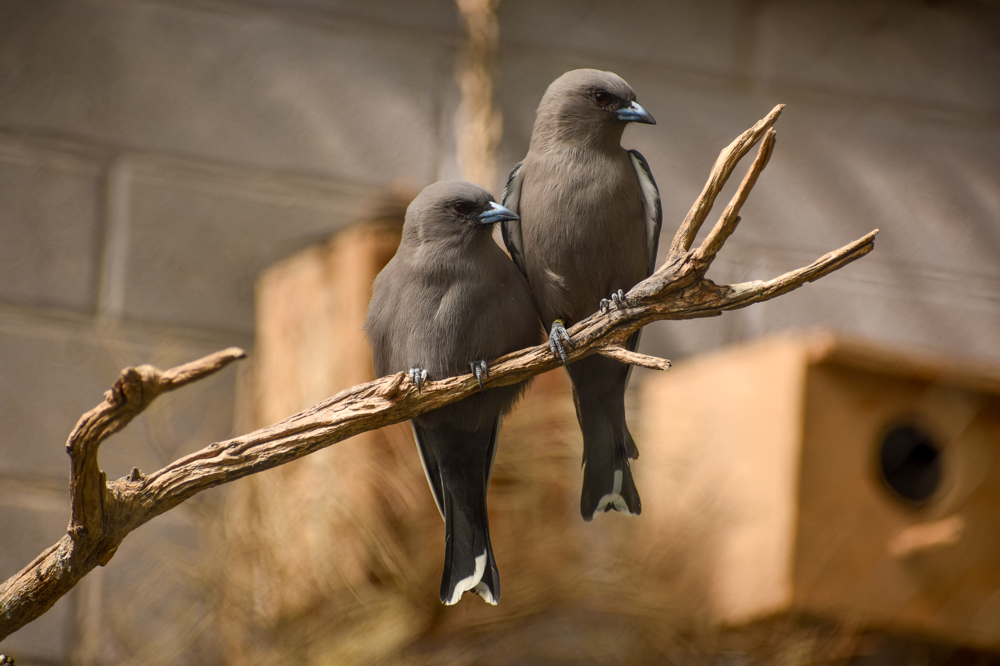 Dusky Woodswallows