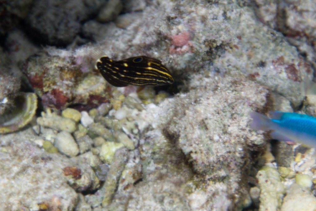 Dusky Wrasse juvenile (Halichoeres marginatus)