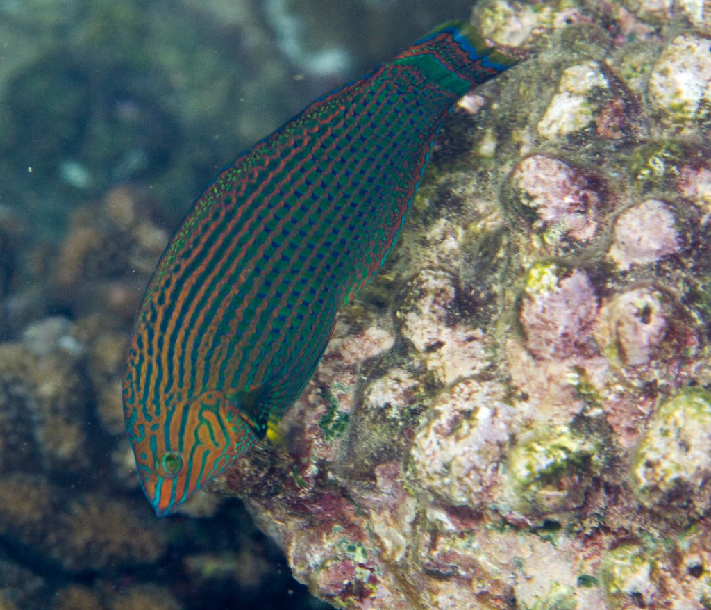 Dusky Wrasse