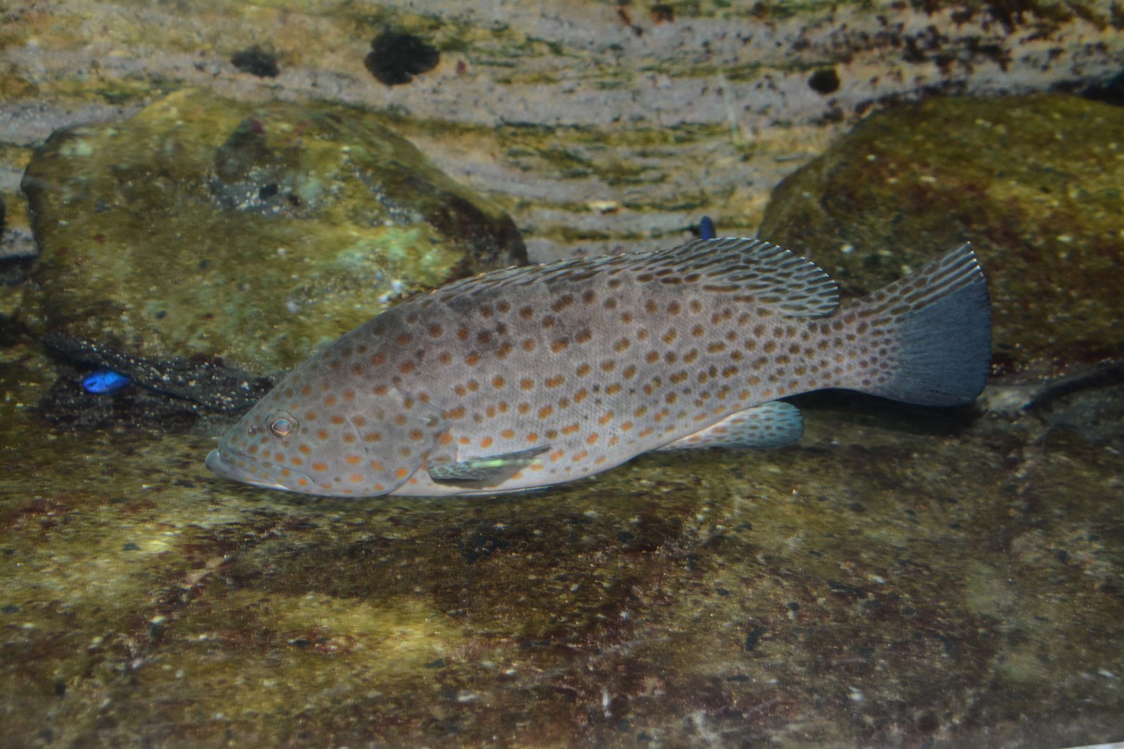 Duskytail grouper (Epinephelus bleekeri)