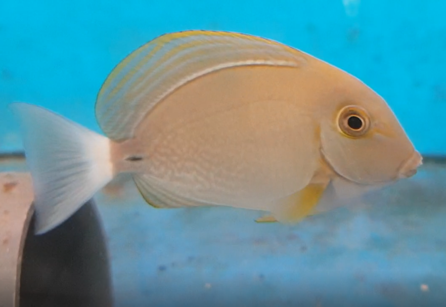 Dussumeri Tang (Acanthurus dussumeri)