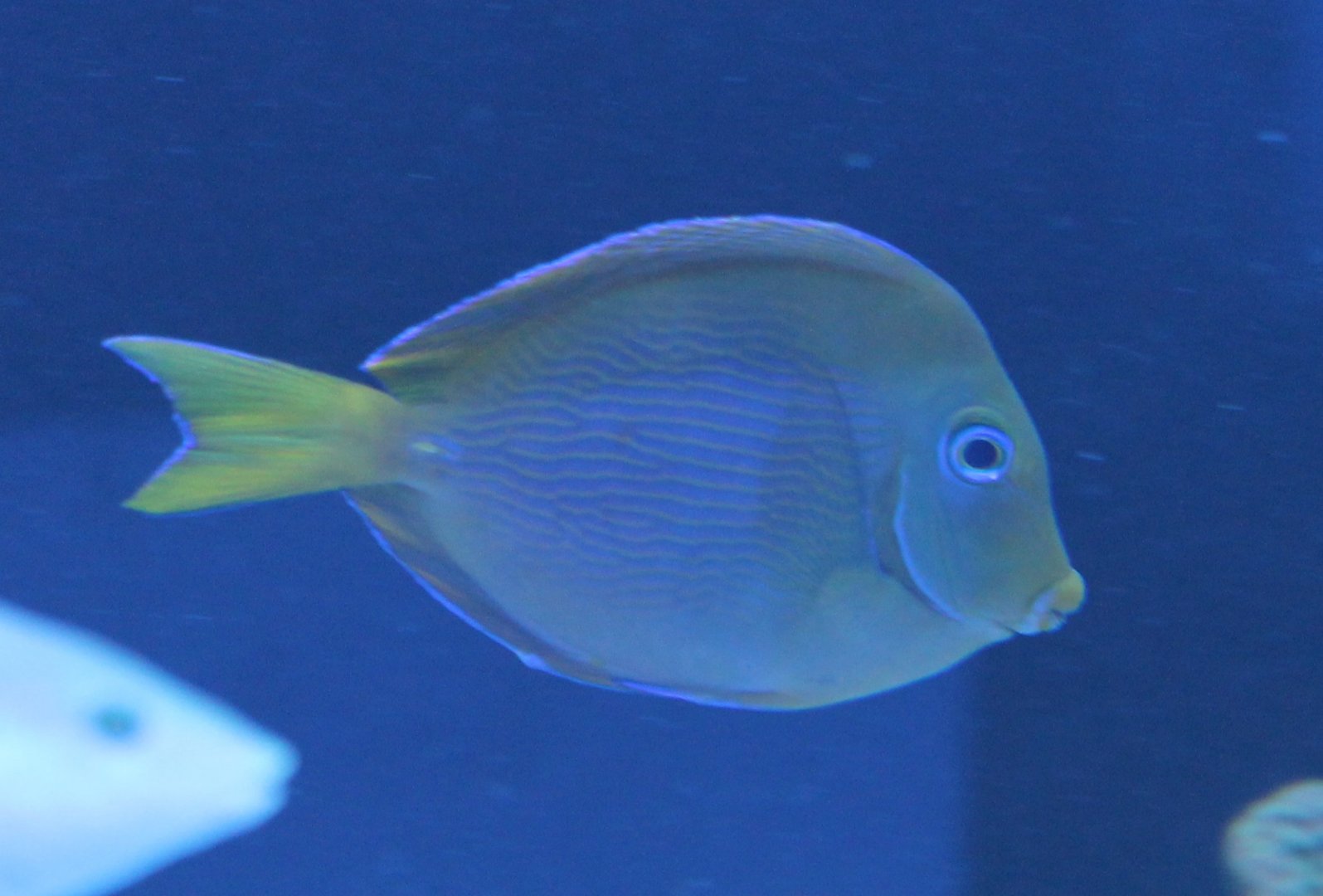 Dussumeri tang - Acanthurus dussumieri