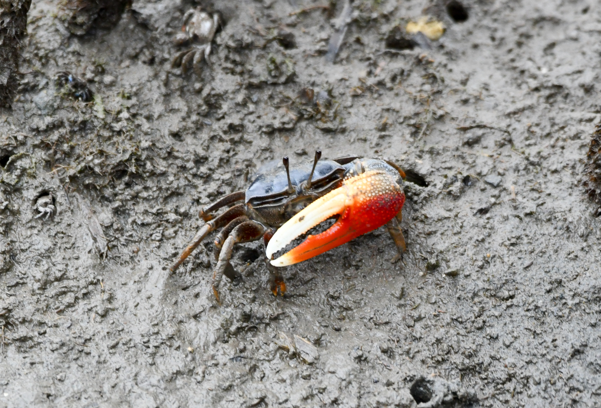 Dussumier's Fiddler Crab Tubuca dussumieri