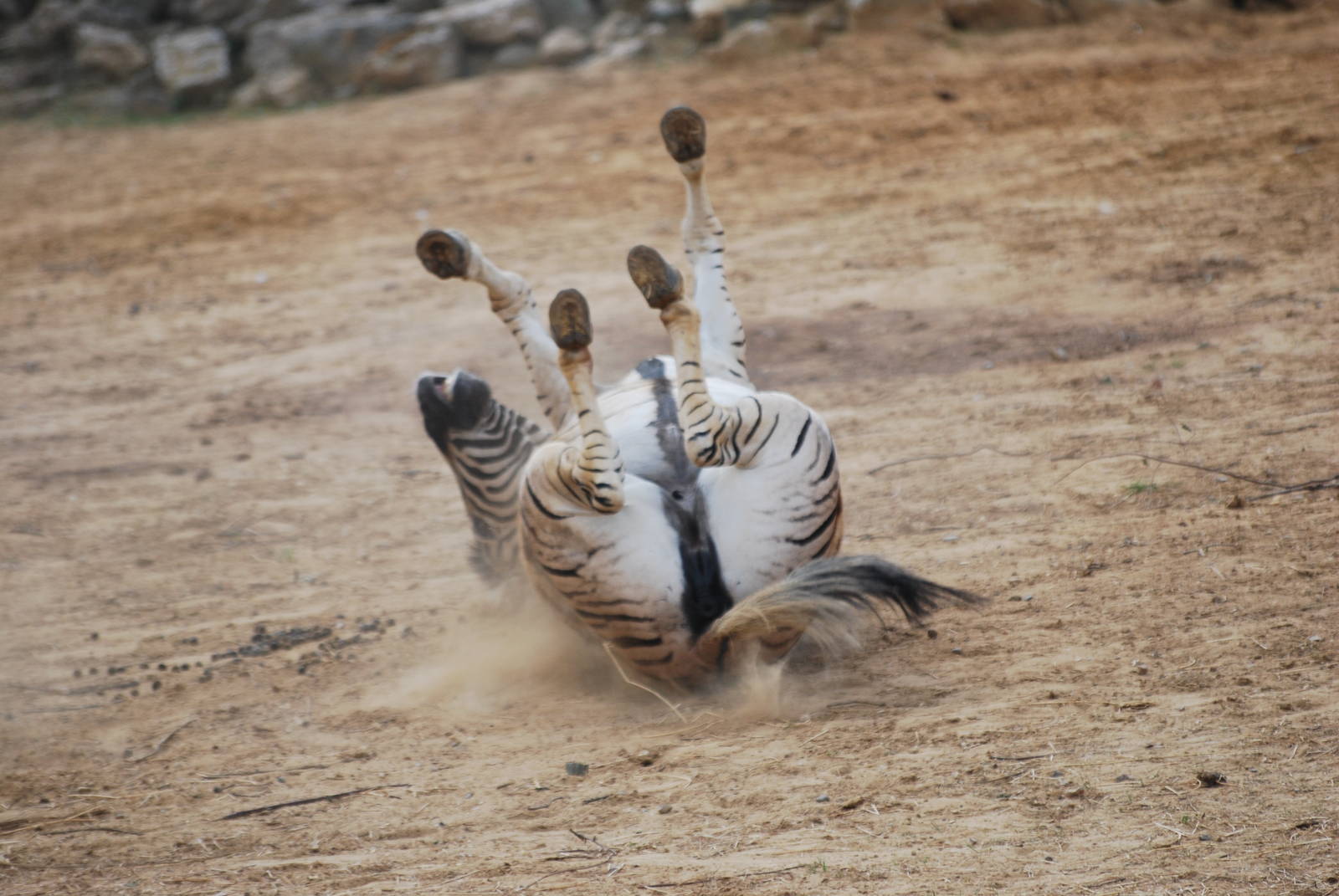 Dust-rolling zebra