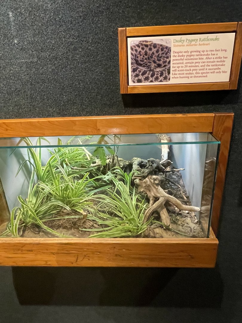 Dusty Pygmy Rattlesnake Terrarium