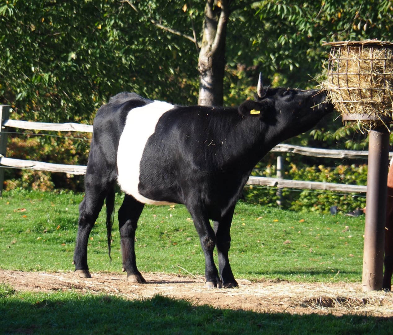 Dutch Belted cow (Bos taurus taurus), Oct 13th, 2018