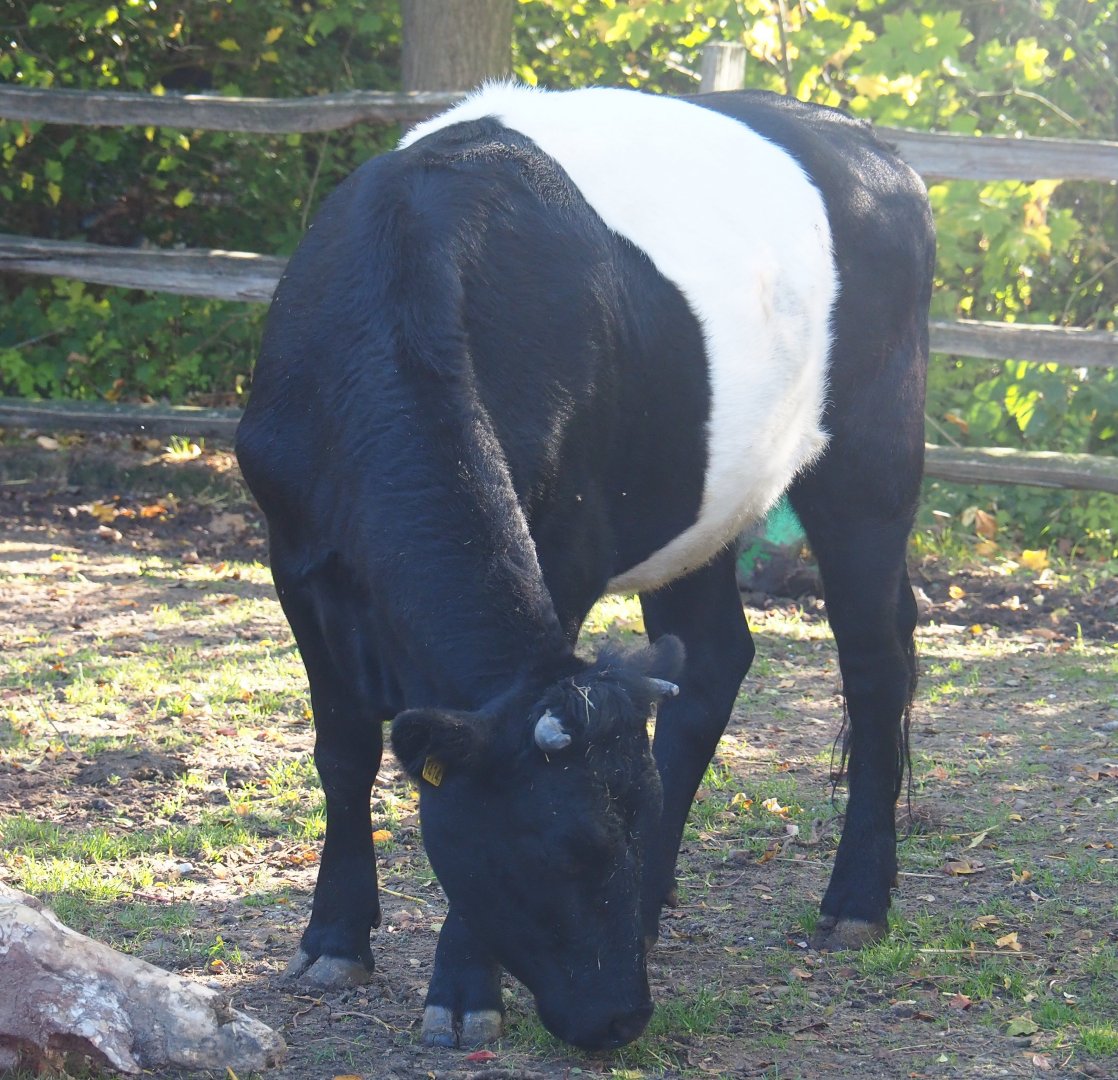 Dutch Belted cow (Bos taurus taurus), Oct 13th, 2018