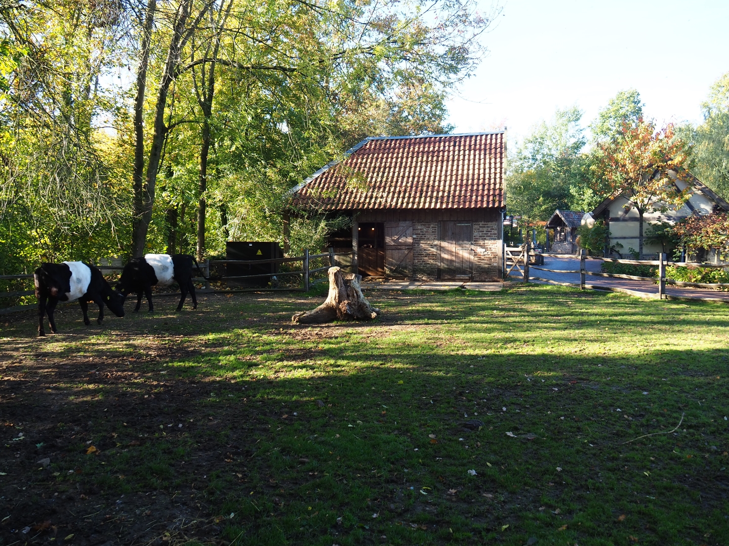 Dutch Belted cow paddock (Oct 13th, 2018)